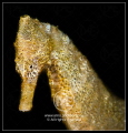   Seahorse  
